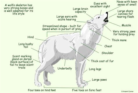 Wolf Anatomy Diagram - External Anatomy Image