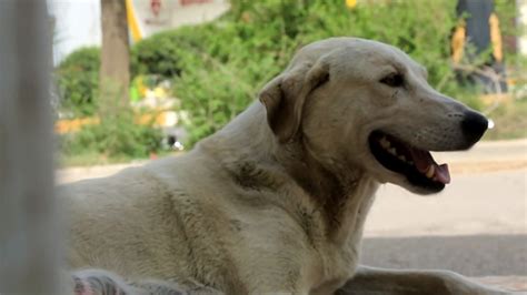 Kirkuk incentivizes capturing stray dogs to stem growing population