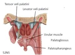 Tensor Veli Palatini Muscle