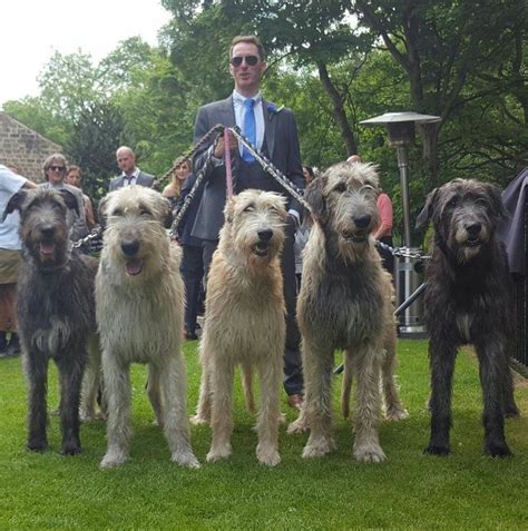 Pin on Irish Wolfhounds