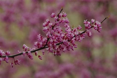 The Early Spring Flowers and Trees You Will Find in the Great Smoky ...