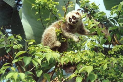 Bengal Slow Loris: Is This Animal Endangered?