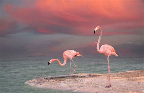 Flamingos, photo by Sazonov Vladimir | Flamingo pictures, Pink flamingos, Flamingo