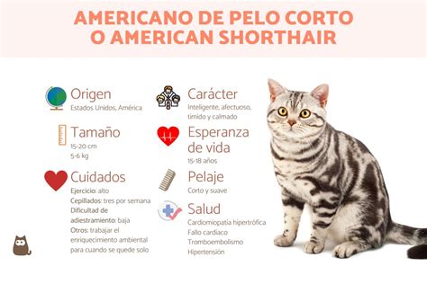 Todo del gato americano de pelo corto (american shorthair) - Características y carácter con FOTOS