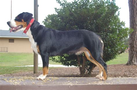 Entlebucher - Lone Palm Kennel