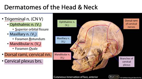 Face LO - Cutaneous Innervation - YouTube