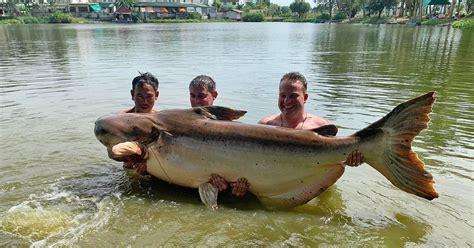 British angler catches whopping 30-stone catfish after 'fight of his life' in Thailand - World ...