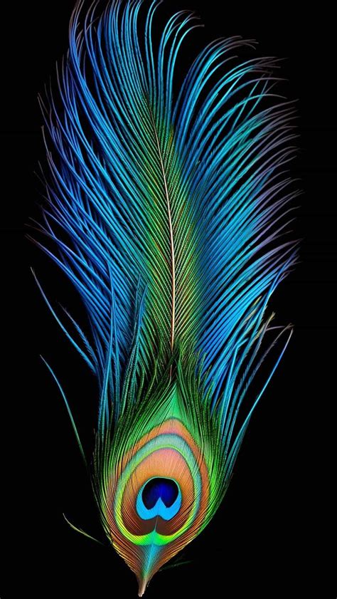 Peacock Feather iPhone Wallpaper 4K iPhone Wallpapers Wallpaper Download | MOONAZ