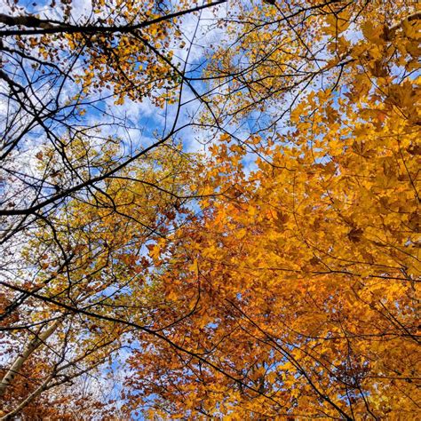 Peak Fall Foliage in the Lake George