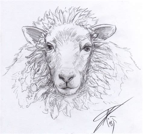 Sheep Sketch by AthariDrawer on deviantART | Sheep drawing, Sheep ...