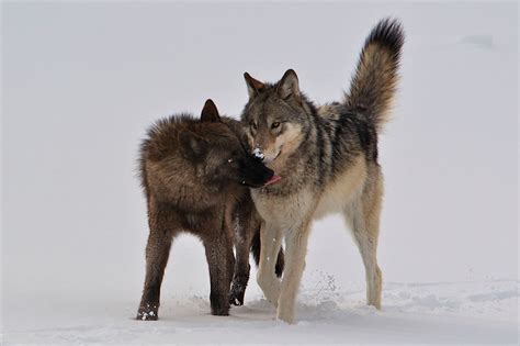 The wonders of wolf-watching in Yellowstone National Park - The Washington Post