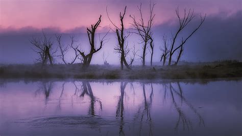 Dry trees, autumn, sunset, lake, reflections HD wallpaper | Pxfuel