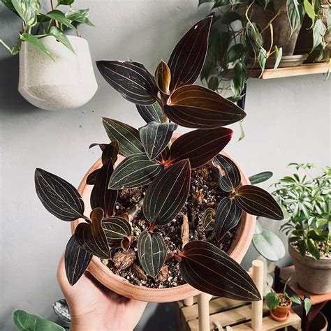 Jewel Orchid Plant Care: Water, Light, Nutrients | Greg App 🌱