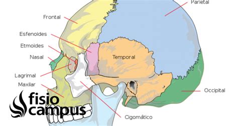 Lagrimal | Qué es, significado, dónde queda, función y alteraciones