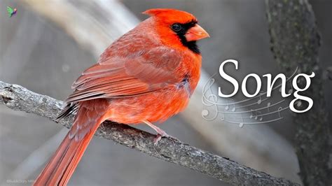 Northern Cardinal Song [Cardinalis cardinalis] Crested Redbird Call ...