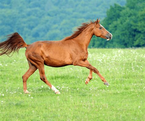 Horse Symbolism: Understanding the Power of the Spirit Animal