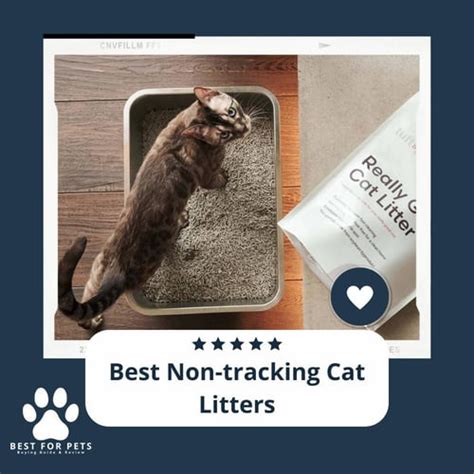 The 11 Best Non-tracking Cat Litters of 2023