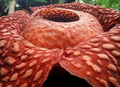 The World's Largest Corpse Flower Is Blooming Right Now (and It Stinks ...