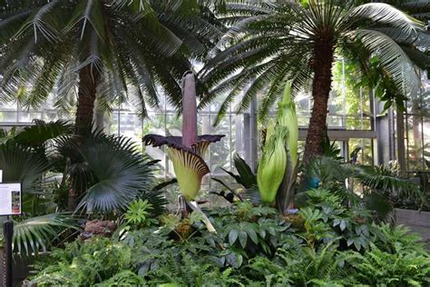 Guide to the United States Botanic Garden in DC | Washington DC