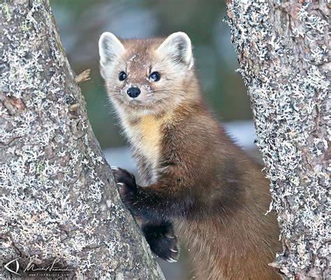 FindNature.com - Photos - Martre d'Amérique, American marten