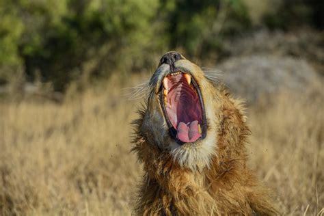 Close up of Lion Roaring · Free Stock Photo