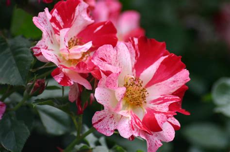 10 Types of Fragrant Roses to Grow