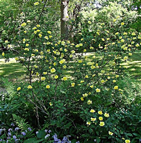 Rose Plant: Wild Yellow Rose Bush In