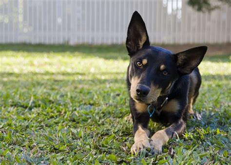 5 Things to Know About Australian Kelpies