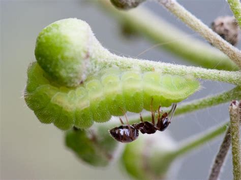 Holly Blue | Butterfly Conservation