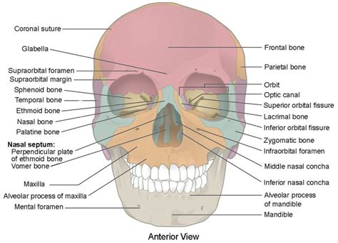 The Skull | Anatomy and Physiology I