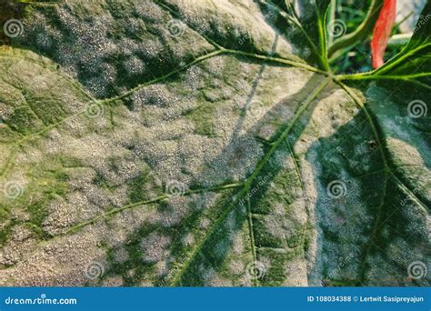 Plant Disease, Powdery Mildew on Melon Leaves Stock Photo - Image of pathogen, blight: 108034388