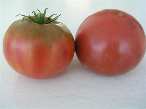 Cherokee Purple Tomato - Growin Crazy Acres