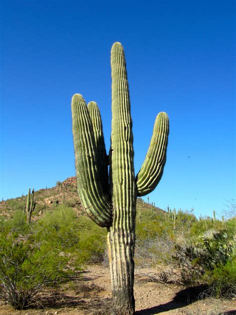 Desert Plants | Desert Botanical Garden – Pheonix, Arizona | Desert botanical garden, Desert ...