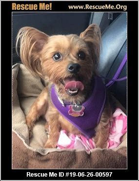 - Oklahoma Yorkie Rescue - ADOPTIONS - Rescue Me!