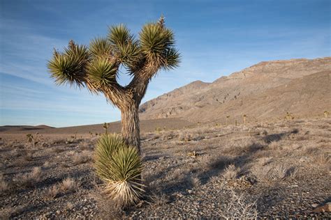 Joshua Tree, Mojave Desert, California – Geology Pics