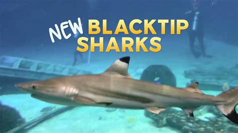 Shark Summer at Adventure Aquarium - YouTube