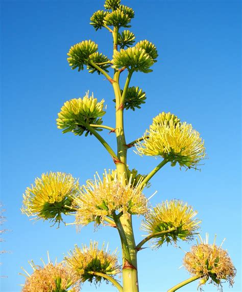 A photo, A thought............: Plant: Towering Agave flower spike.........