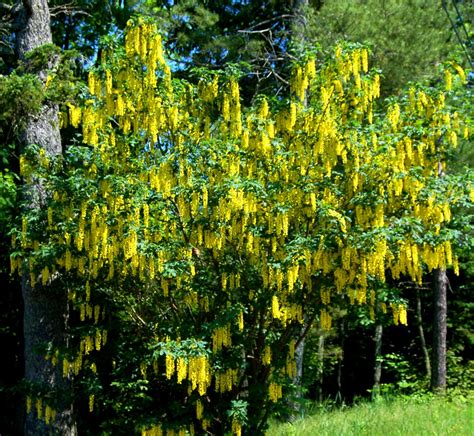 Favorite GOLDEN CHAIN TREE Golden Chain Laburnum 10 seeds