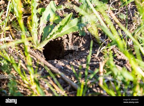 Cricket field grass hi-res stock photography and images - Alamy