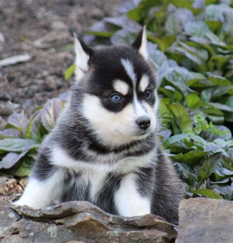 Pomsky Puppies For Sale | Los Angeles County, CA #250234