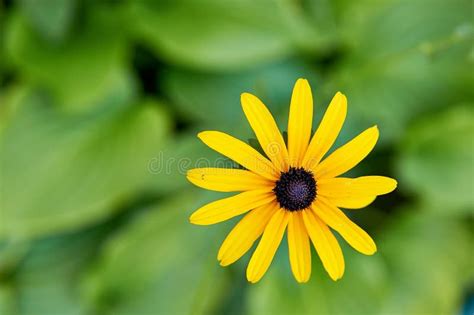 Sunchoke yellow flower stock photo. Image of garden, bright - 98123298