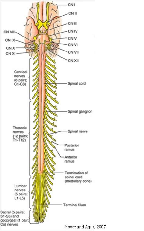 Spinal cord, Spinal nerve, Spinal