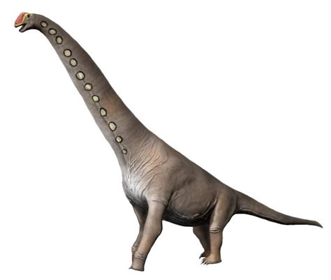 Facts and information about Brachiosaurus | NatureFacts.net