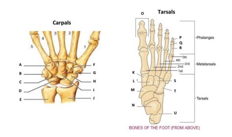 a&p carpal and tarsal bones Diagram | Quizlet