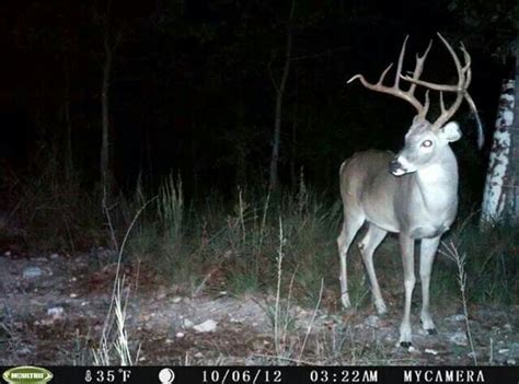 1000+ images about Deer caught on trail cam on Pinterest | Deer decoys ...