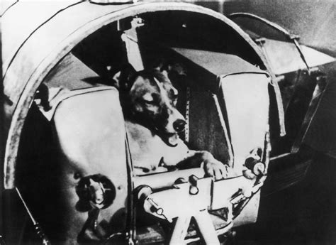 The Horrible Story of Laika, the Dog That Had a One Way Ticket to Space - InsideHook