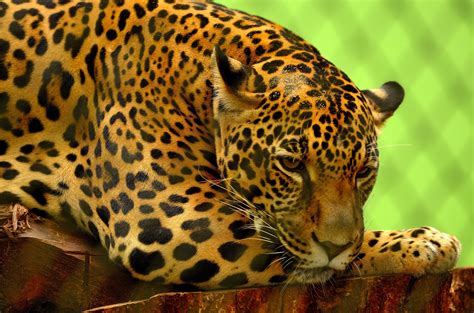 Free photo: Wild Jaguar - Animal, Fierce, Jaguar - Free Download - Jooinn