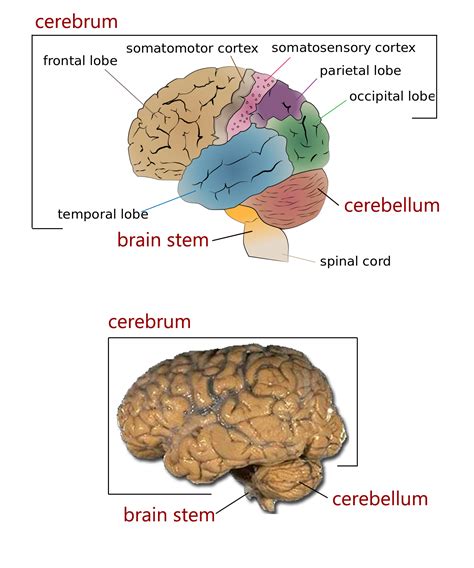 The four major regions of the brain | Human Anatomy and Physiology Lab ...