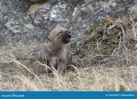 Wolf Pup Howling for Mother Stock Photo - Image of landscape, america ...