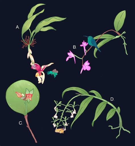 Representation of pollination groups in orchids. A) Pollination by ...